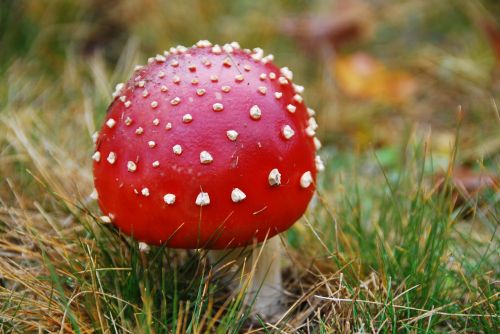 fungus red poison