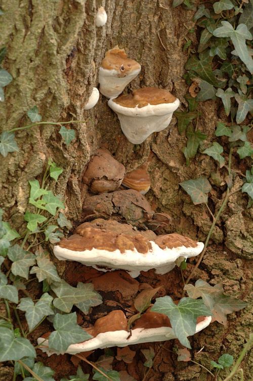 fungus bracket tree