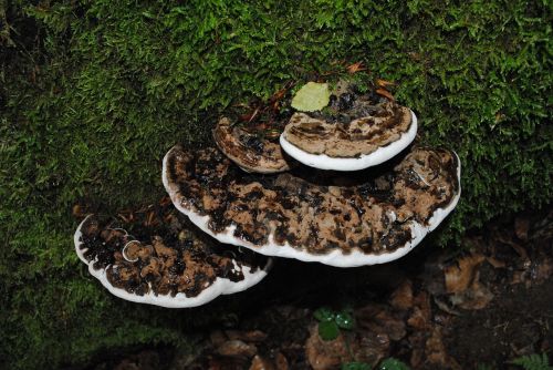 fungus tree strain