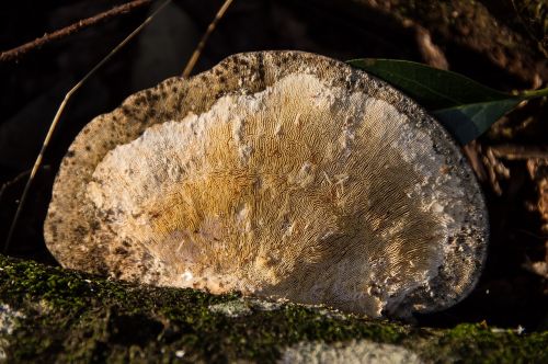 fungus cream brown