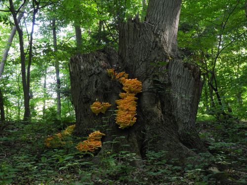 fungus stump woods