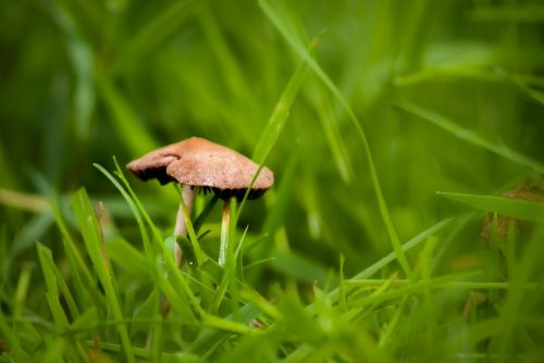 fungus september fall