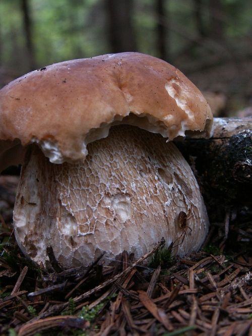 fungus autumn nature