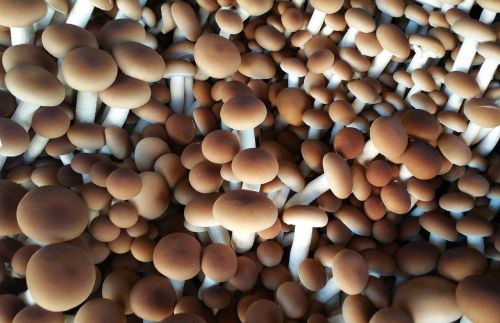 fungus mushrooms forest