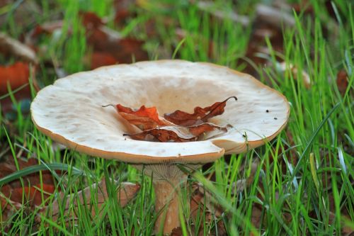 funnel mushroom mushroom autumn