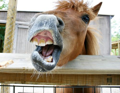 horse teeth yawning