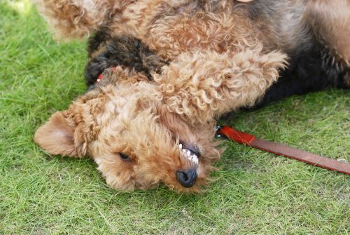 funny happy dog