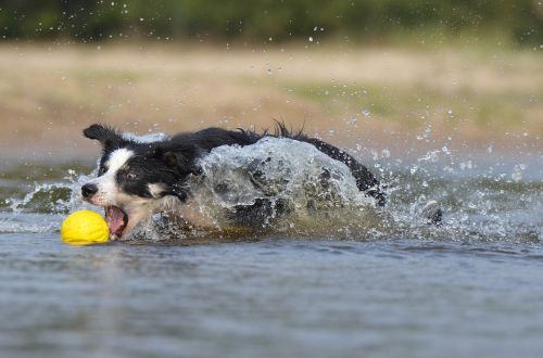 funny border collie jump