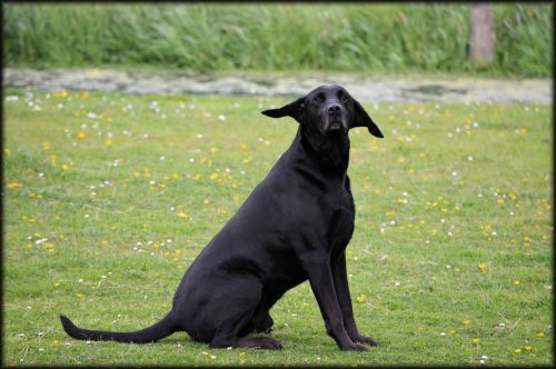 Funny Black Dog