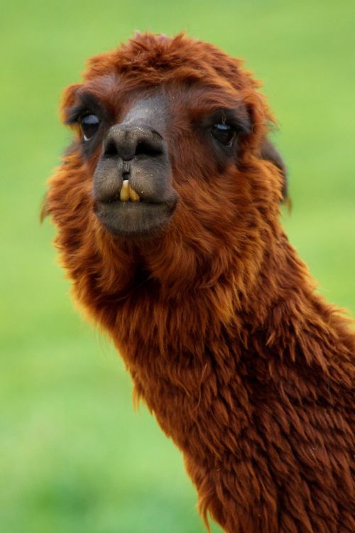 Funny Llama