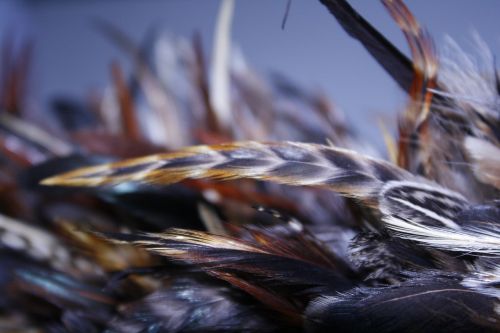 fur bird pattern