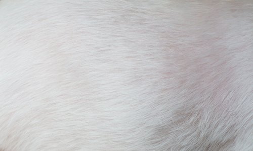 fur  white  pet