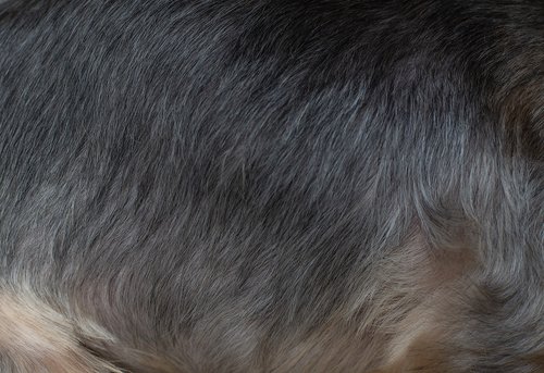 fur  dog fur  hair