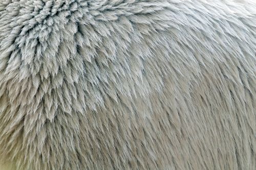 fur pattern texture