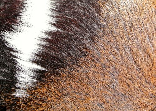 fur brown texture