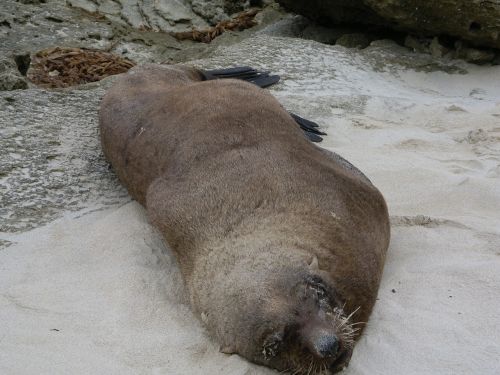 fur seal seal mammal