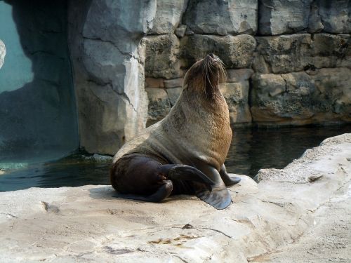 fur seal aquatic animal sitting