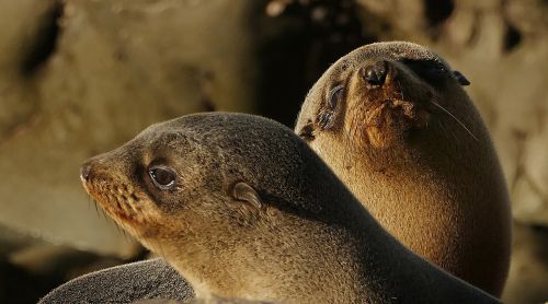 fur seal pups rocks close up