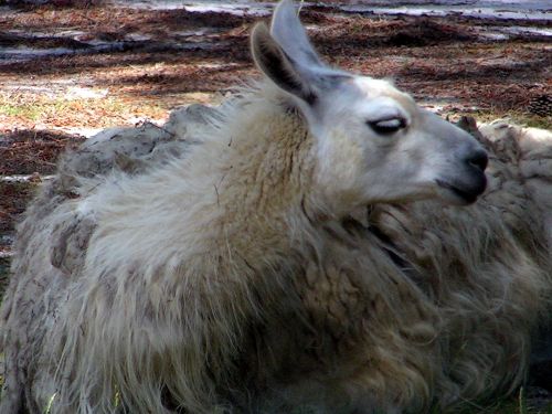 Furry White Llama