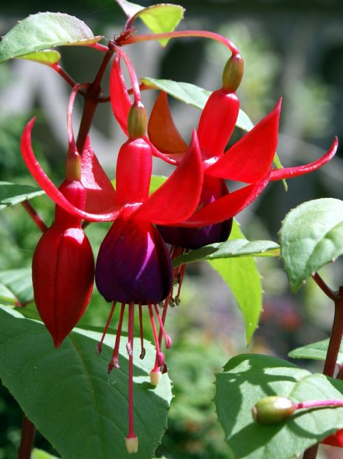 fuschia red flower