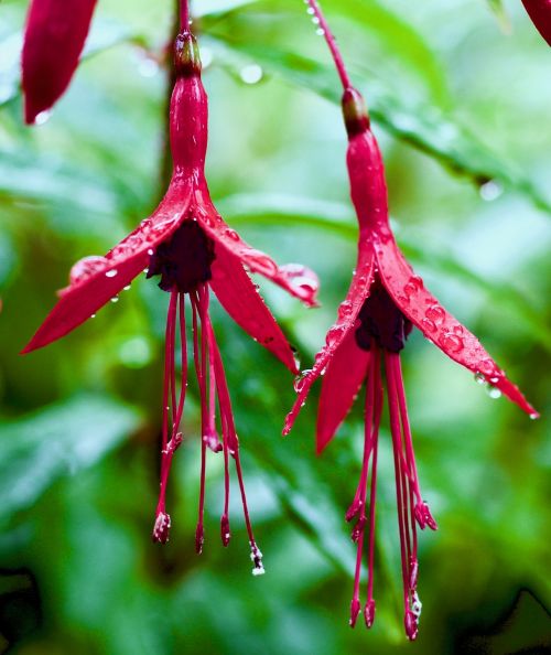fuschia flower rainy day