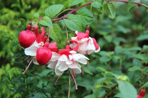 fushia  fushia bi-color  flowering
