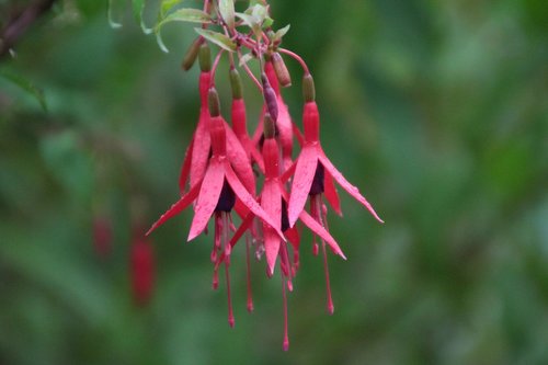 fushia magellan  fushia  fushia red