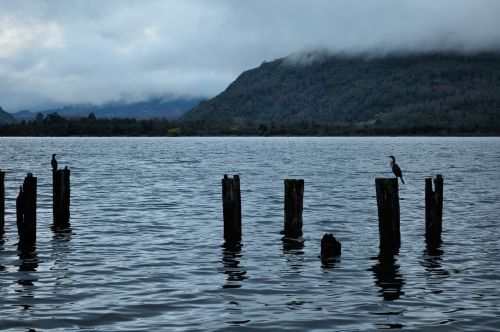 futrono lake cormorant