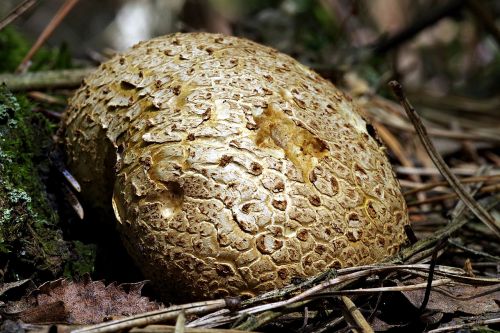 fuzz-ball mushroom large