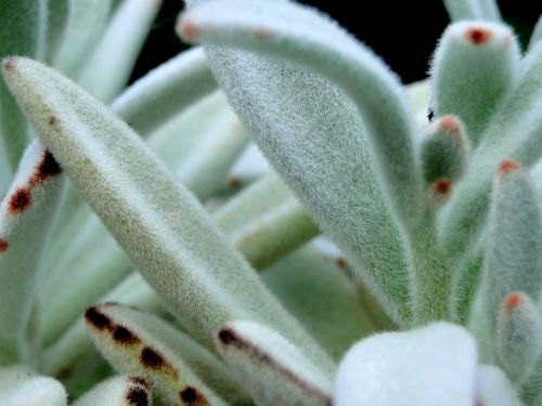 fuzzy plant succulent