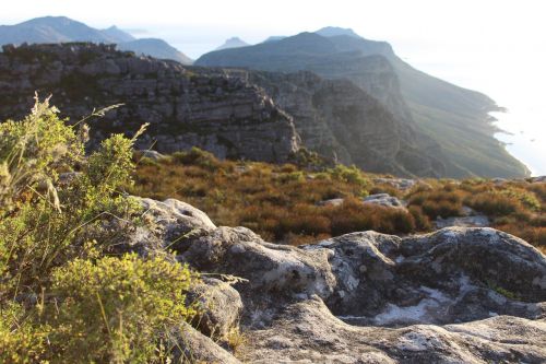 fynbos table mountain cape town