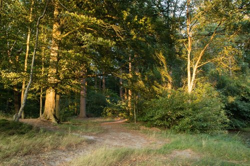 gaasterland  sunset  forest