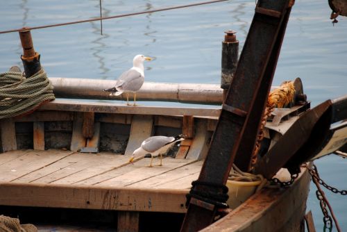 Seagull On Boat