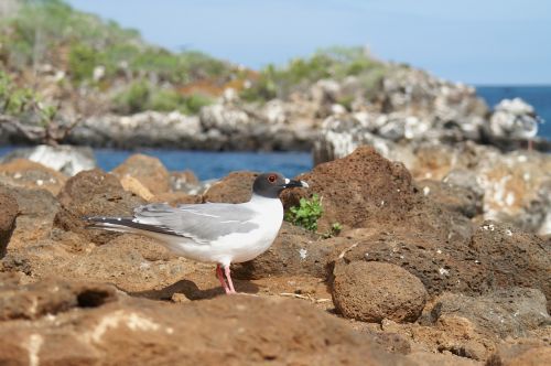 gabelschwanzmöve galapagos ecuador