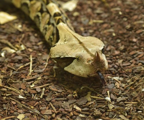 gabon viper bitis gabonica snake