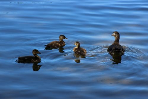 gadwall duck chicken