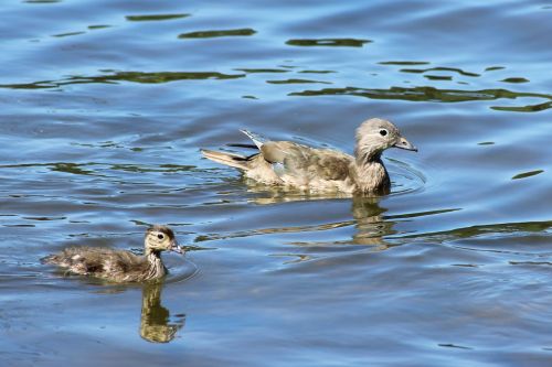 gadwall duck chicken