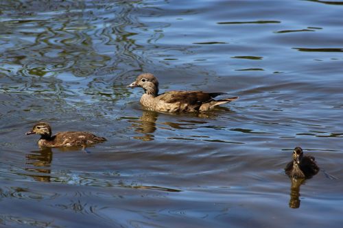 gadwall duck chicken