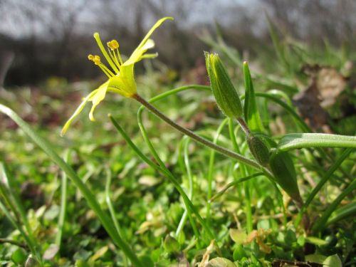 gagea villosa hairy star of betlehem wildflower