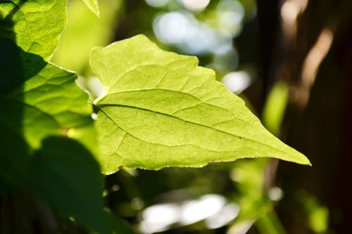 gahala vine leaf leaf back lit
