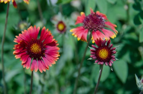 gaillardia flower garden flowers