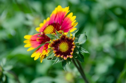 gaillardia flower garden flowers