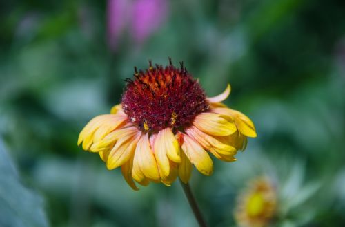 gaillardia flower garden flowers