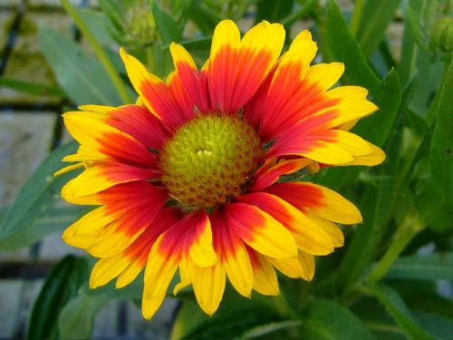 gaillardia blanket flowers perennial