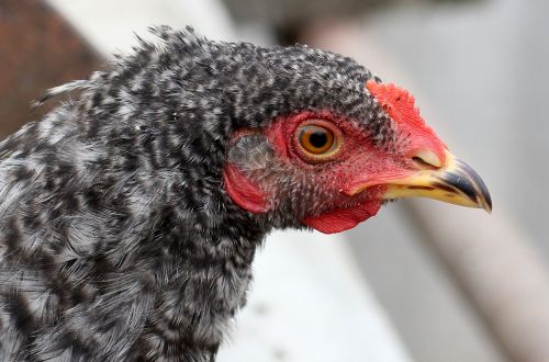 gaina birds portrait