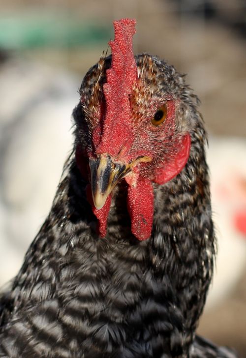 gaina portrait birds