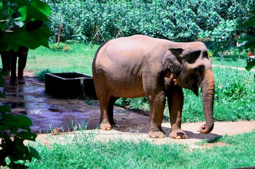 gajah sumatera south africa wild