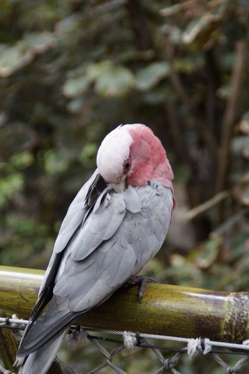 galah australia cockatoo