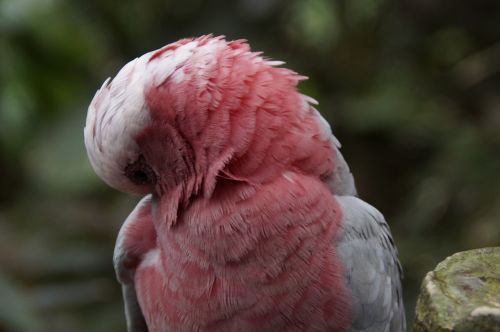 galah australia cockatoo