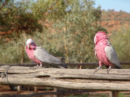 galah bird australia